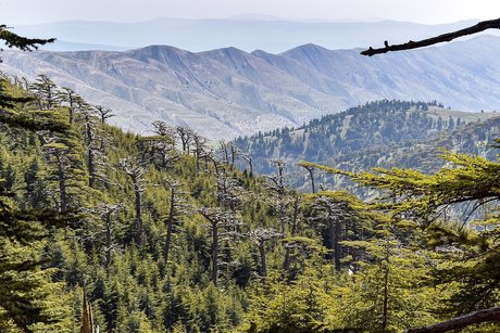 Enkidu modèle de haute qualité images
