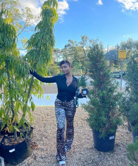 Plantbae étoile gratuite des photos