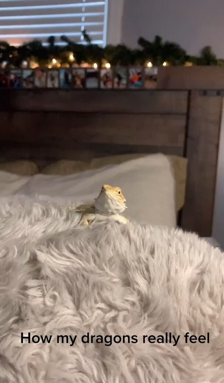 Jen Cardinal haut modèle archive