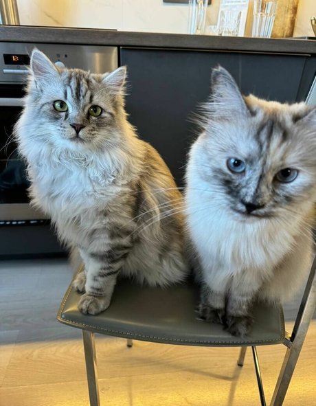 MonroCocos actrice images