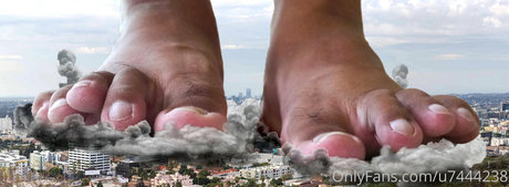 wild boar giant étoile magnifique des photos