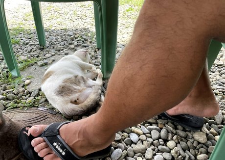 wild boar giant star du porno exclusive galeries