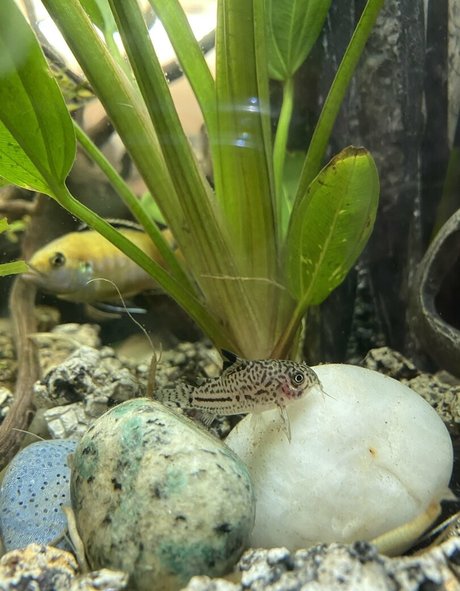 buffbandittfree modèle chaud photos