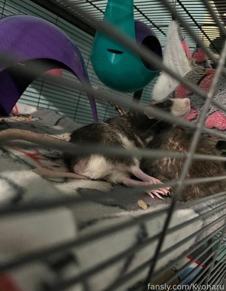 Kyoharu star du porno nue collection