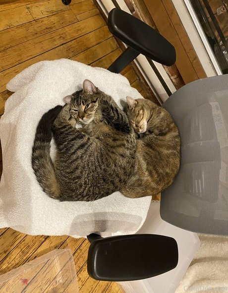 clara dee modèle pornographique img