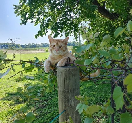 theladylayla star du porno parfaite img