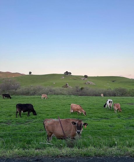 Anika Grace étoile de l'art images