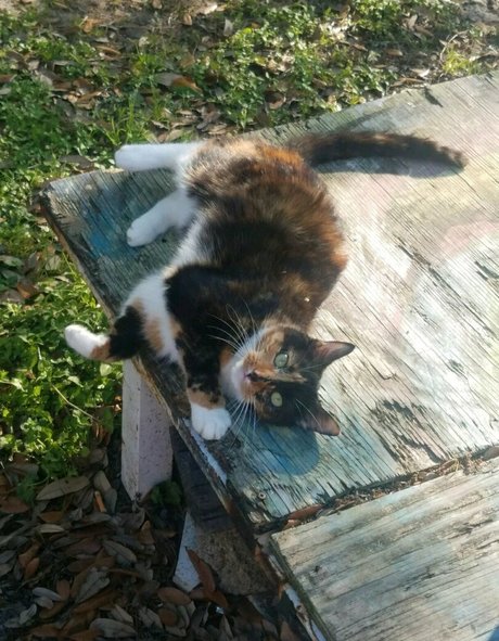 katcalico modèle xxx galerie