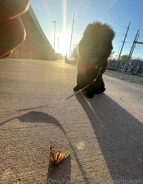 leahsade étoile galeries