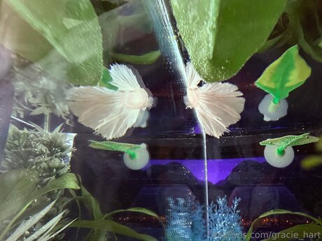 Gracie Hart actrice de grande qualité img