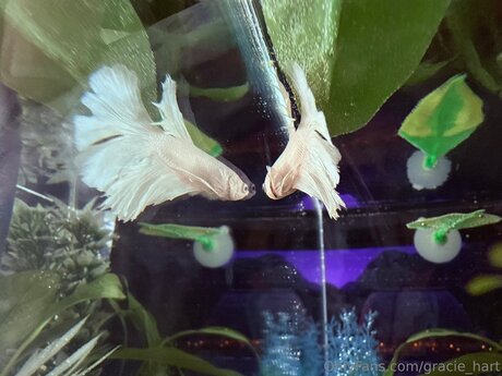 Gracie Hart jolie actrice image