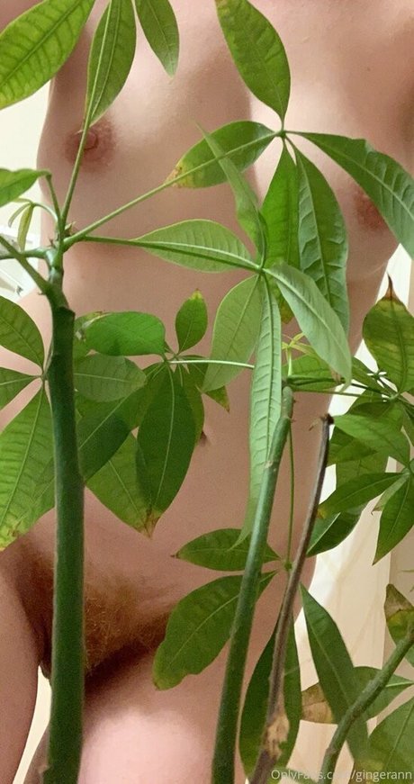 gingerann haut étoile archive