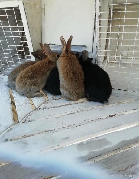 mirniy art star du porno image