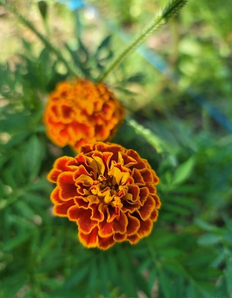 deealice actrice parfaite img