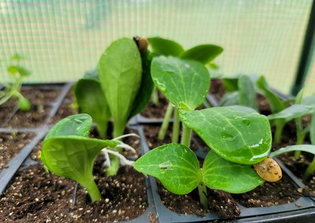 deealice star du porno belle collection