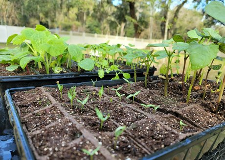 deealice actrice galerie