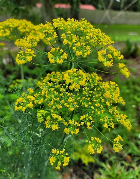 deealice haut étoile photos