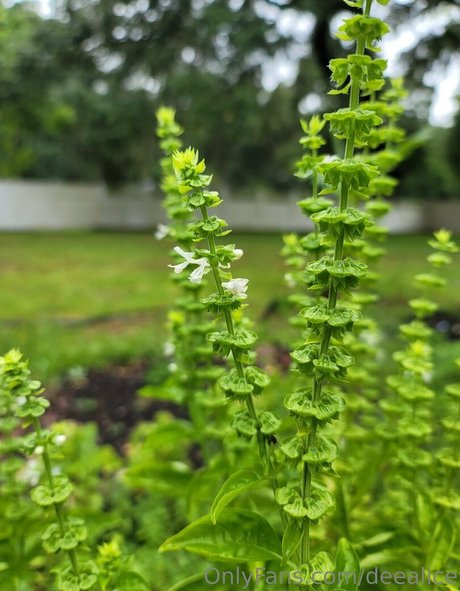 deealice nus étoiles image