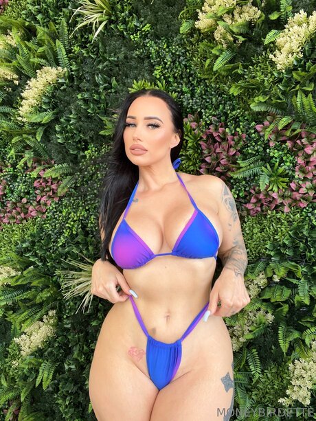 Moneybirdettevip étoile parfaite galerie