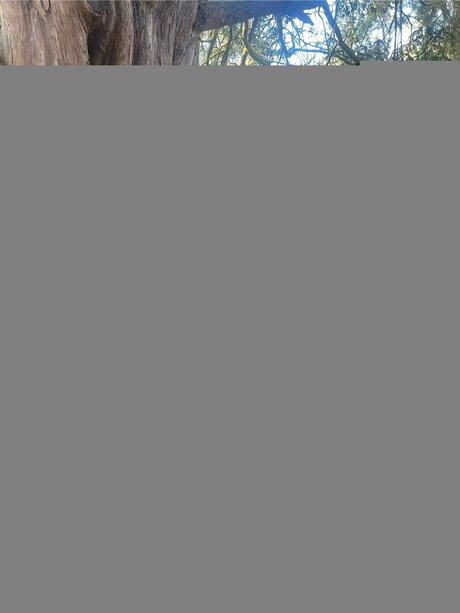 Petite Romani 69 modèle archive