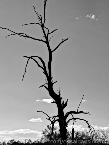 Cissaldansinferno jolie star du porno images