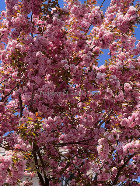 Sarahmoonsg modèle de haute qualité photos