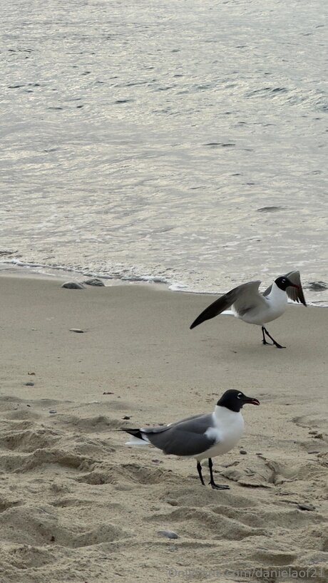 Danielaof21 modèle sympa collection