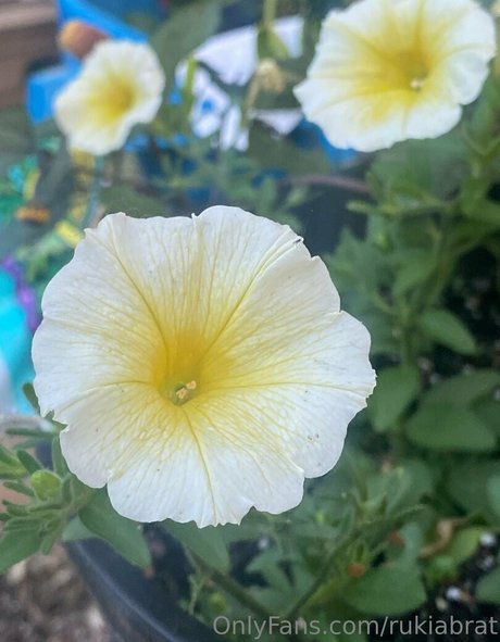 rukiabrat star érotique photo