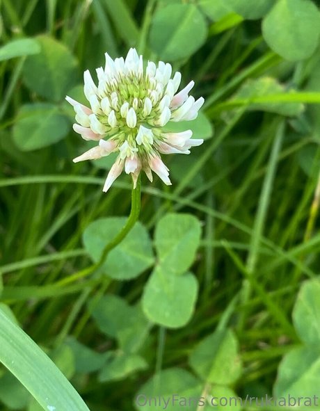 rukiabrat étoile collection