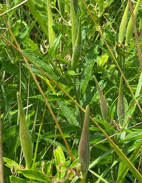 rukiabrat star du porno hd images