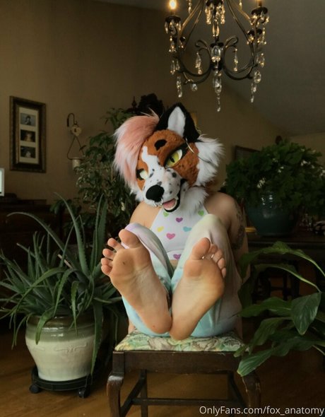 fox anatomy modèle de sexe image