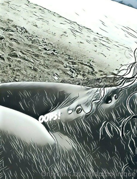 bdomminique étoile magnifique collection