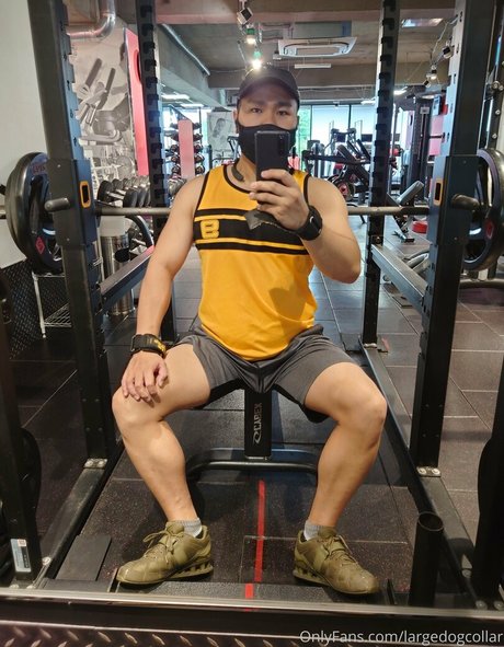 largedogcollar meilleure étoile galerie