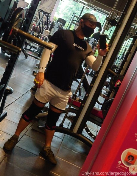 largedogcollar xxx étoile images