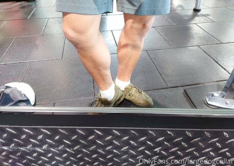 largedogcollar star du porno gratuit photos