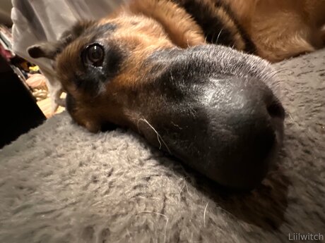 Liilwitch étoile nue galerie