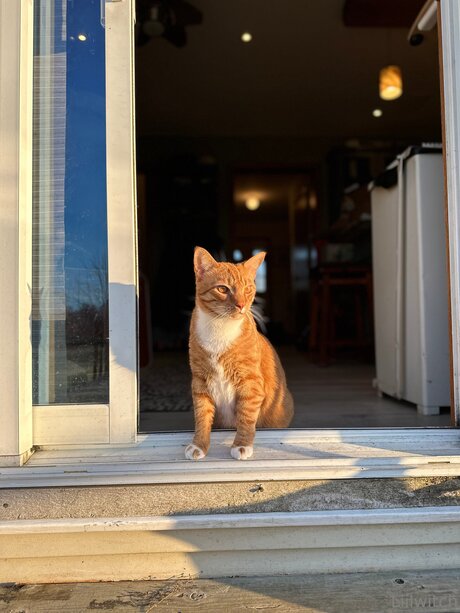 Liilwitch star du porno de haute qualité image