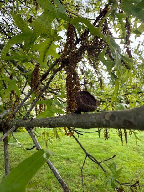 Amaraevermore modèle pornographique photos