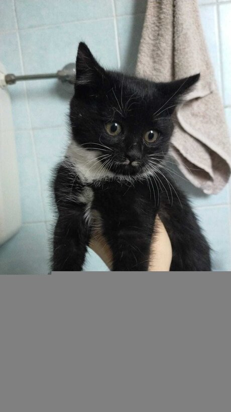 Padelleinsalamoia étoile nue img