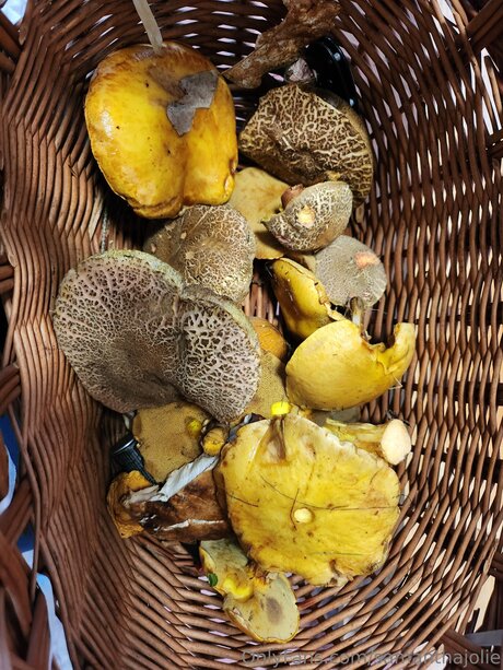 Samanthajolie étoile érotique photo