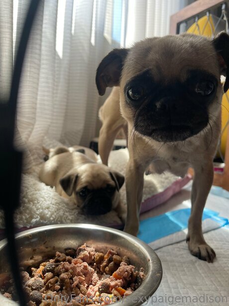 Sexypaigemadison modèle pornographique img