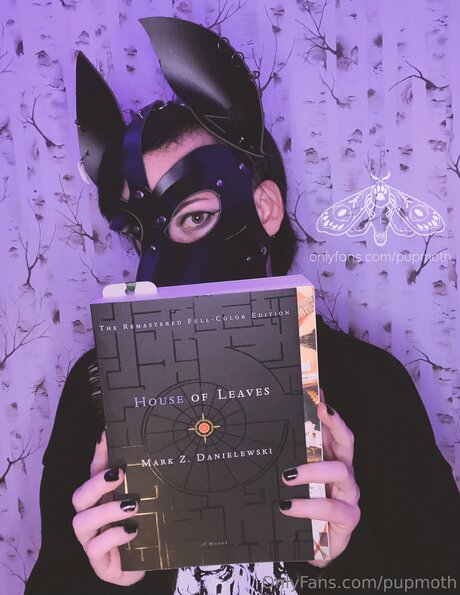 Pupmoth étoile adulte photos