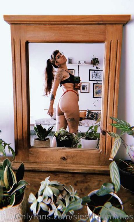 Siestitaymimos modèle archive