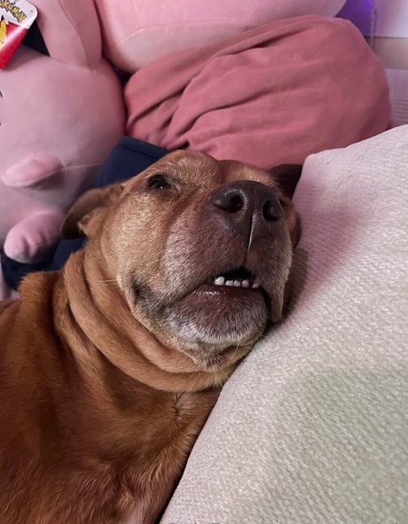 yogendub modèle de haute qualité galeries