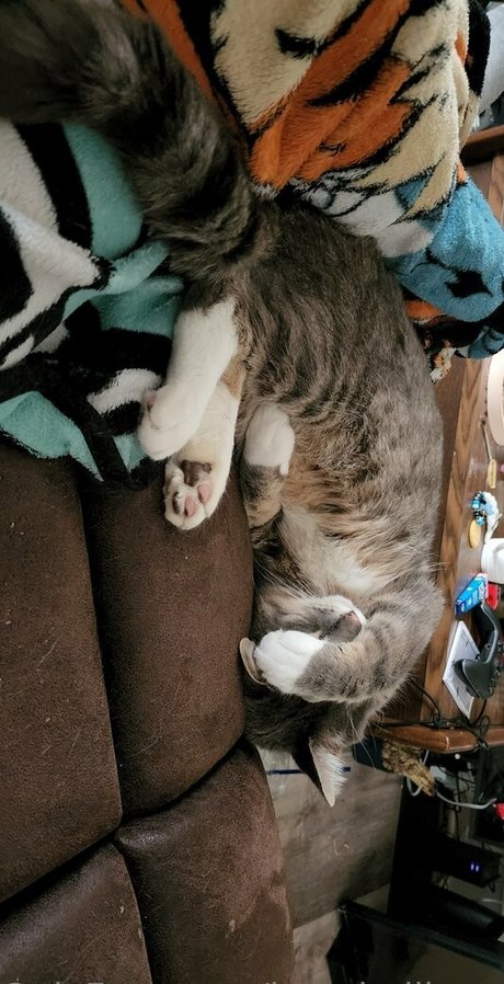 izzy hellbourne star du porno gratuit images