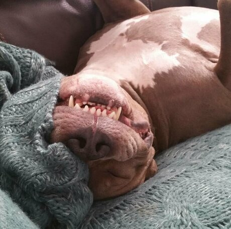 Courtneyhansen actrice de grande qualité image