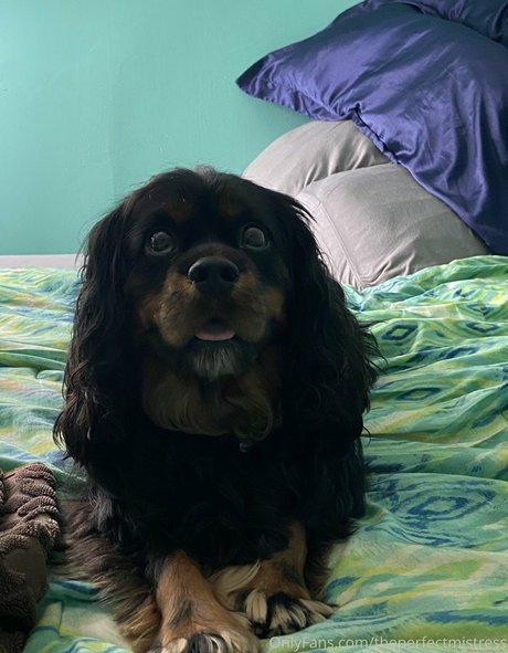 Perfect Mistress actrice artistique des photos