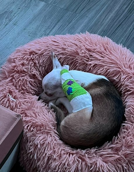 massivelysweet jolie star du porno image