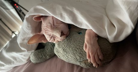 sxvvk xxx étoile photo