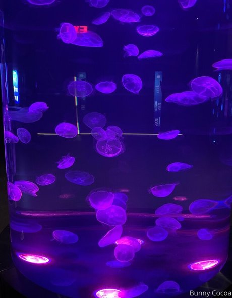 bunnycocoa jolie actrice photos